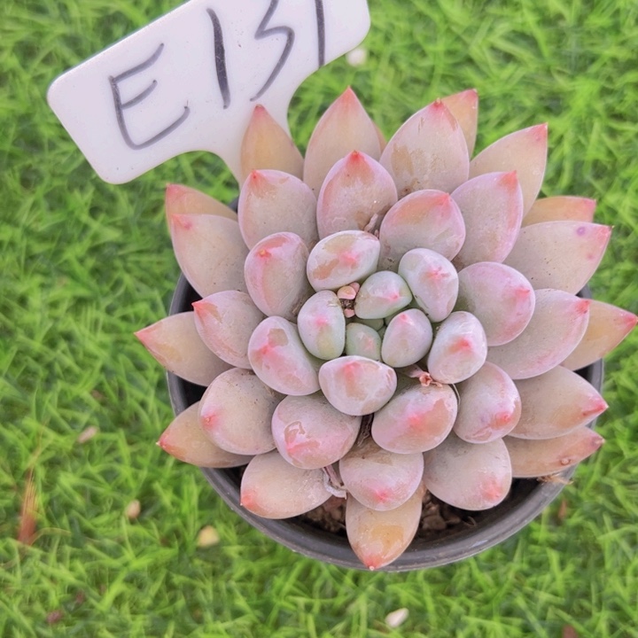 健健康康平平安安