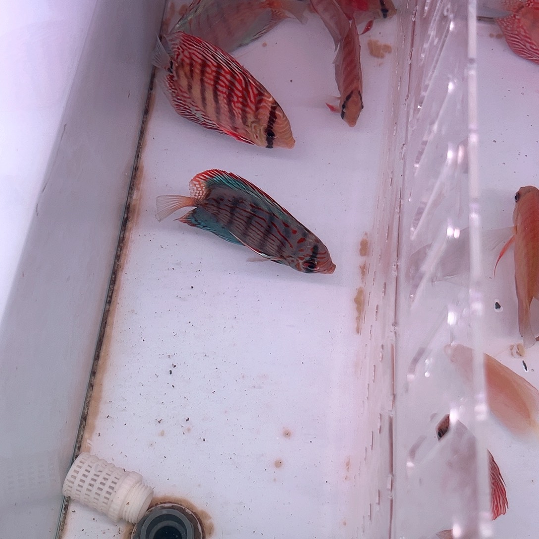 红卡5-6的2条6-7的一条德松1老虎狗2肉身8-9