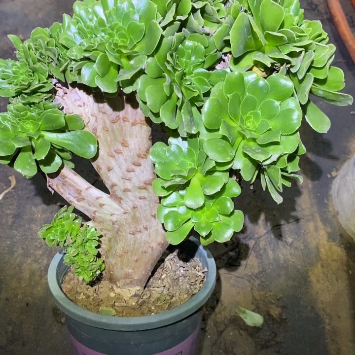 绿羊绒缀8多肉植物法师