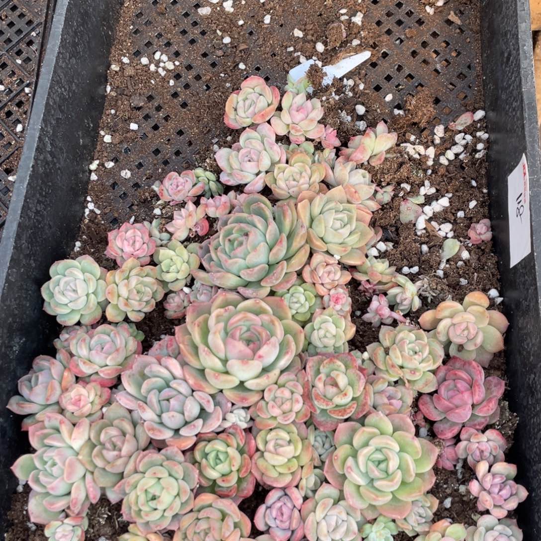 118胖珍 珍妮一筐特价，不包保温不包售后