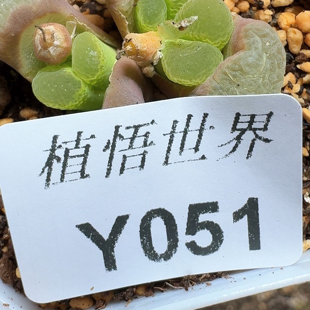 051号多肉植物哇cv