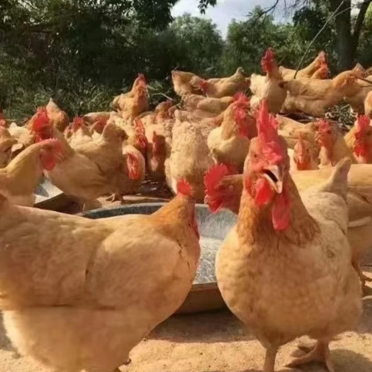 农村散养大三黄鸡，散养鸡不分公母不带心肝珍