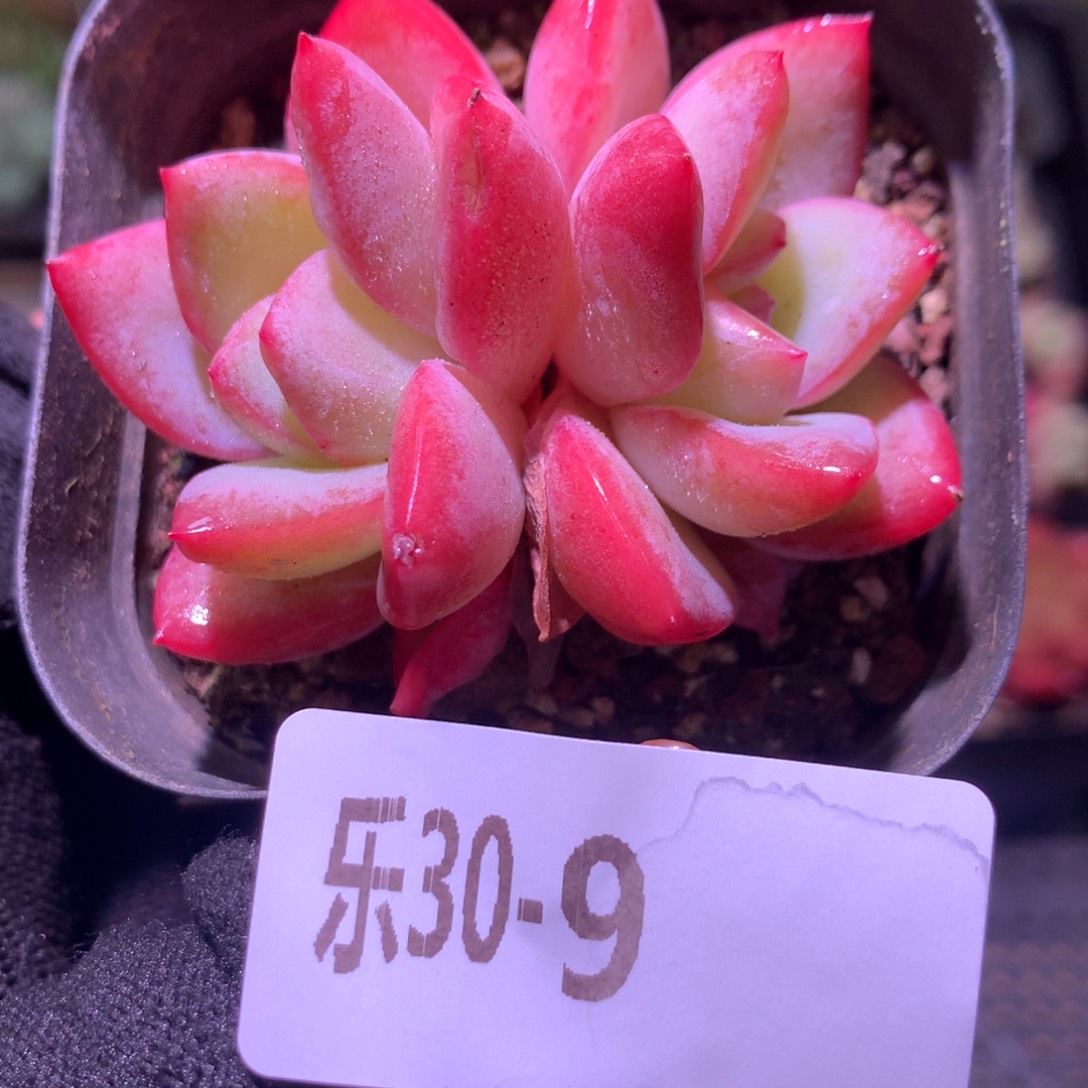 乐然30-9 草莓泡芙 