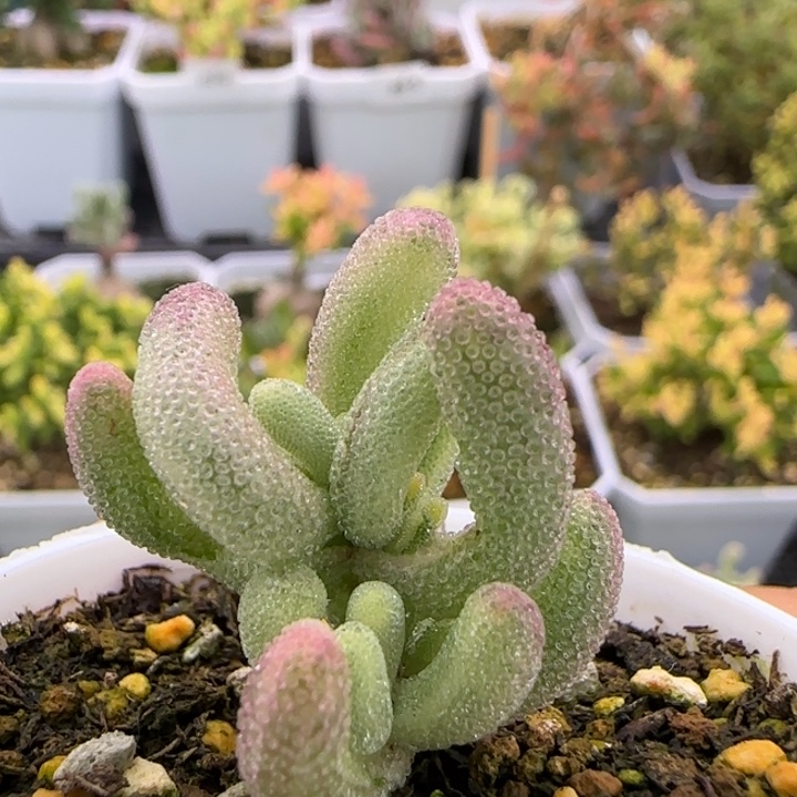 124-紫闪光带黄头带拉丝