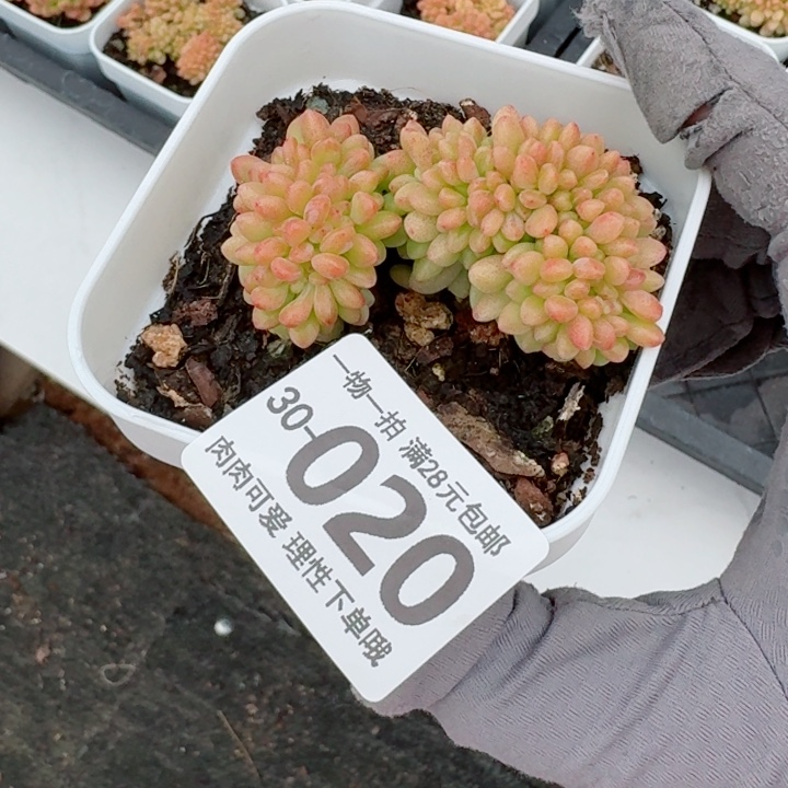 香格里拉缀化多肉无盆土发货多
