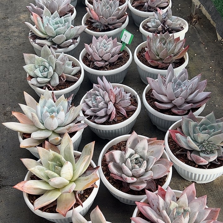 9祖母绿一个脱土多肉