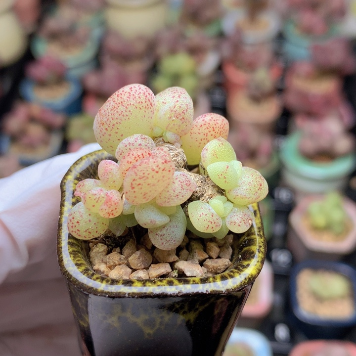 小脸冰玉石化 稳定 不低于10头 木质桩