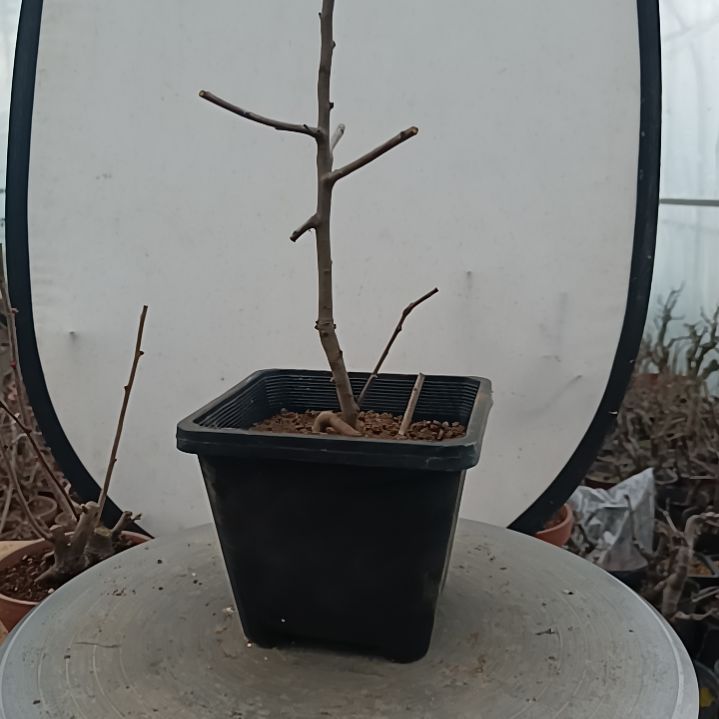 当前无花朵，栽培后可花朵