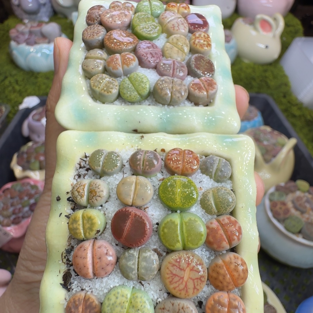 多肉植物福利冲624