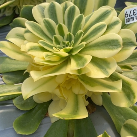 379辛尼亚满25包邮多肉