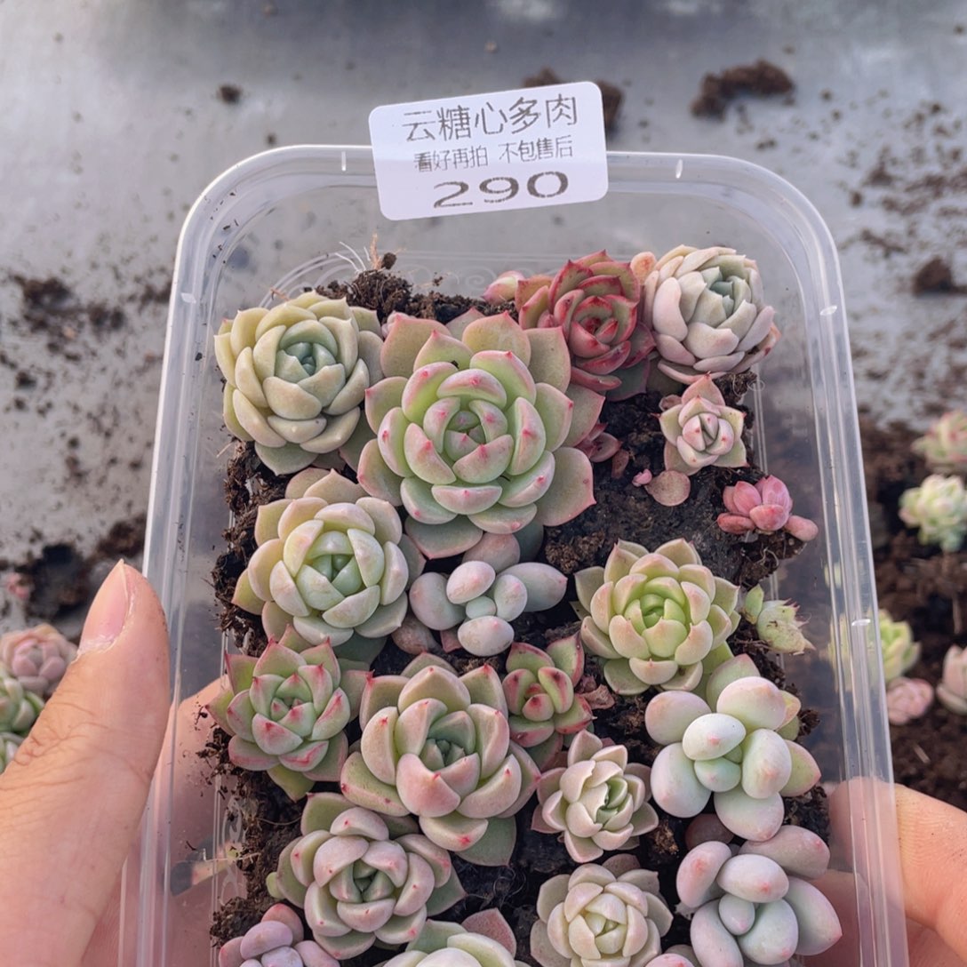 云糖心多肉植物290