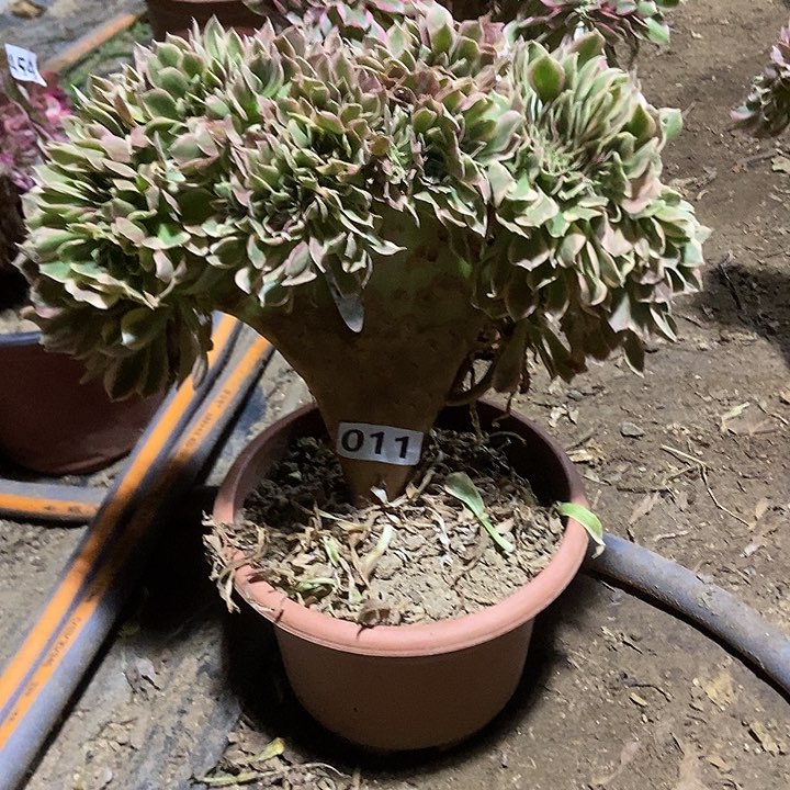 011女神缀化老板子