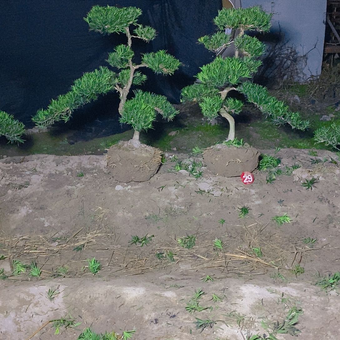 直播间罗汉松118/补差价