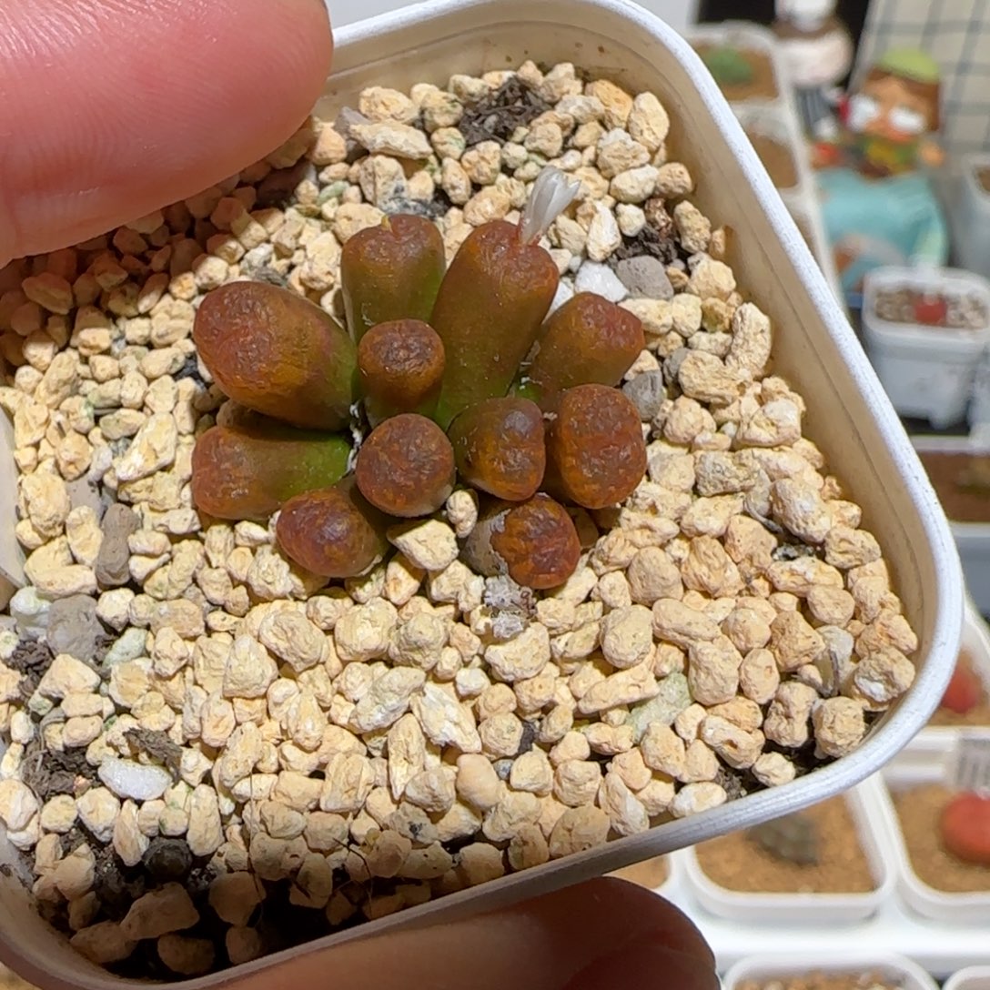 肉锥多肉植物组合-勋章1334
