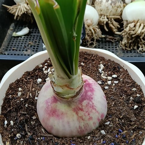 无花朵孤宝7+发一个