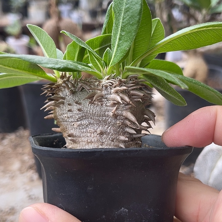 无花朵实生惠比大黑一物一拍
