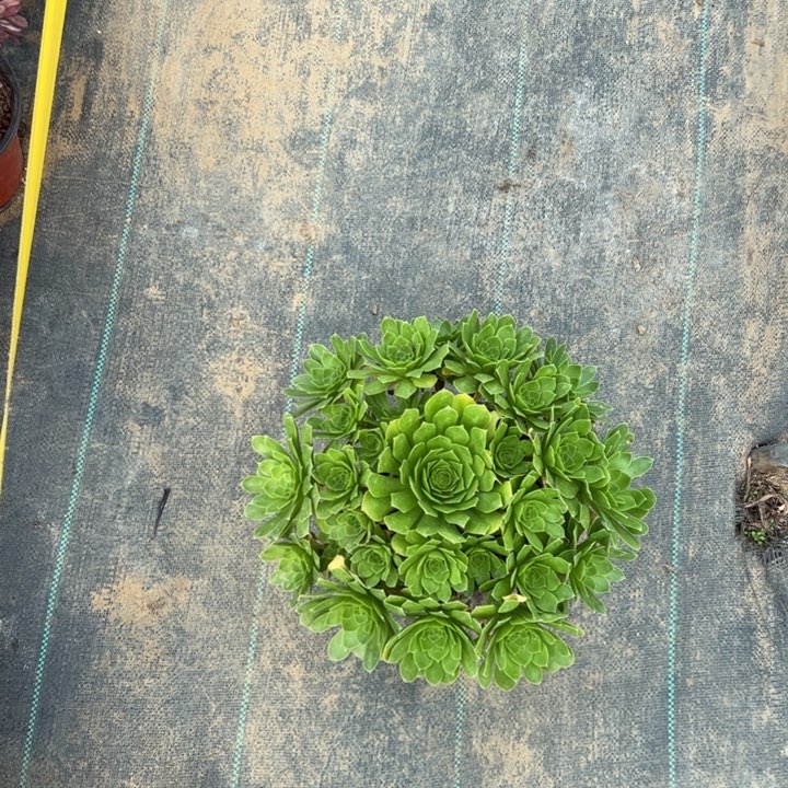 14阳光玫瑰多肉多肉多肉多肉