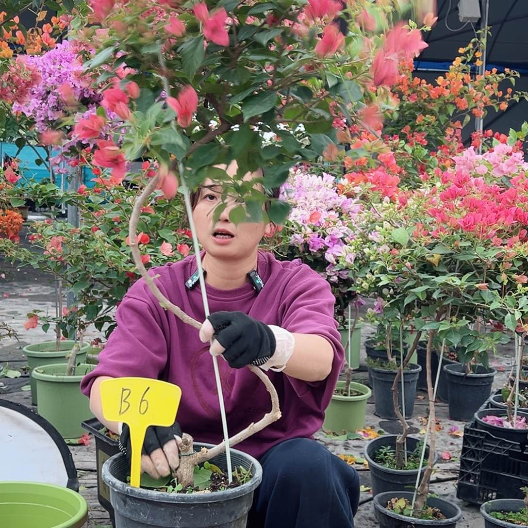 花***茶大部分花苞少量开放B6伊莎贝拉酒红