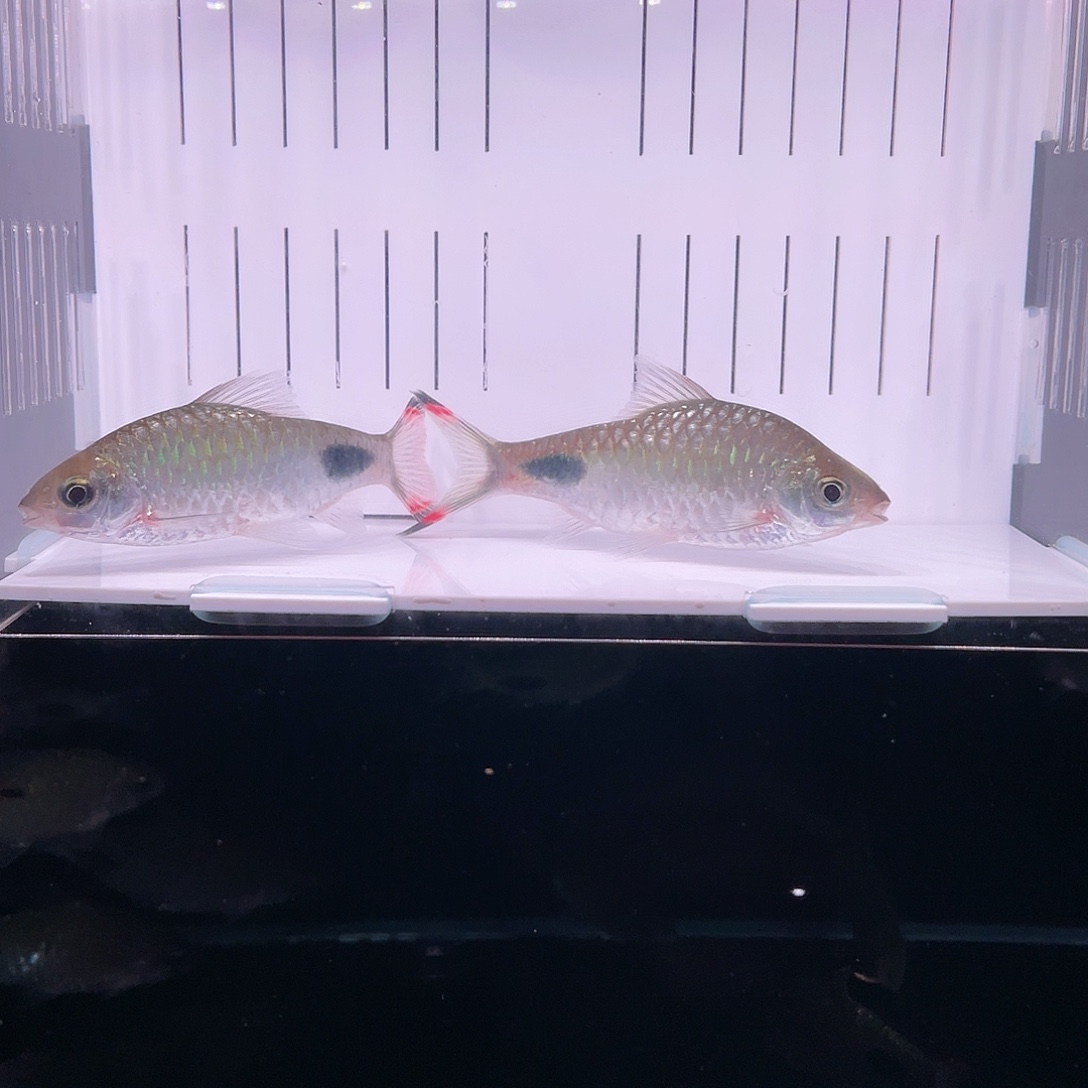 海水鱼紫红两点鲫拉丝公鱼2条