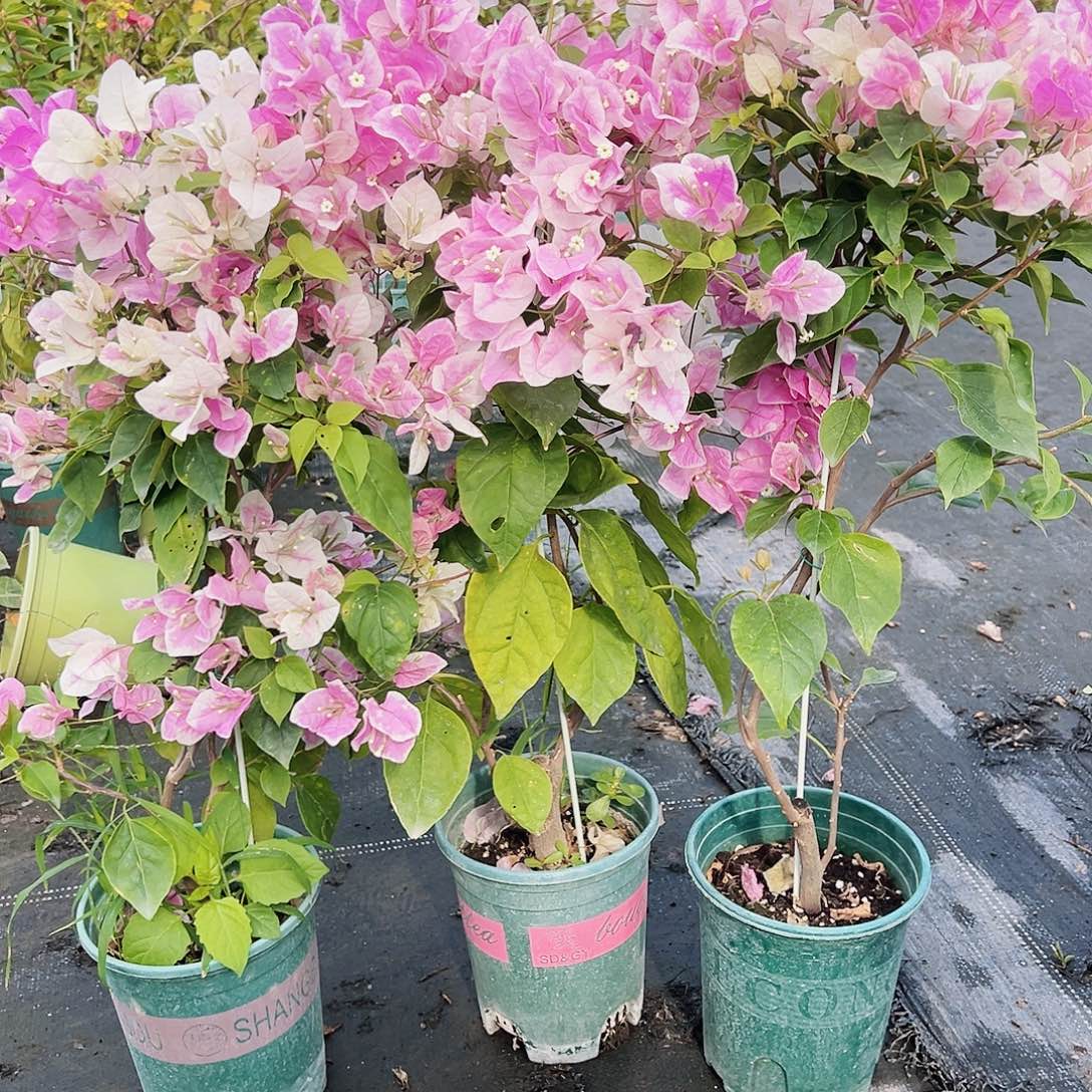 大部分花苞少量开放广红樱带竹一棵