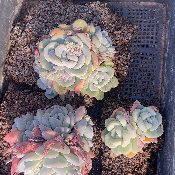 直播福利一物一拍381