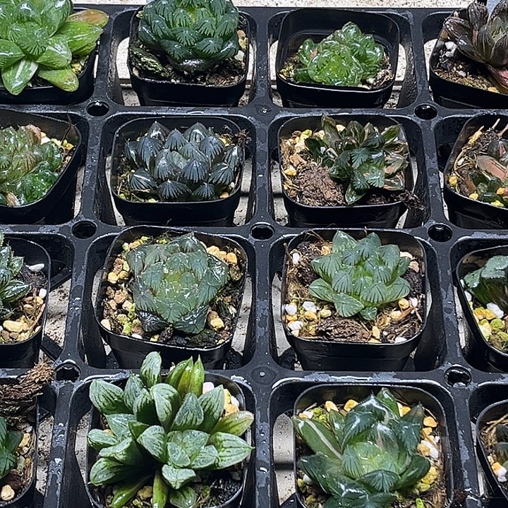 5 脱土发货8颗13.9包邮