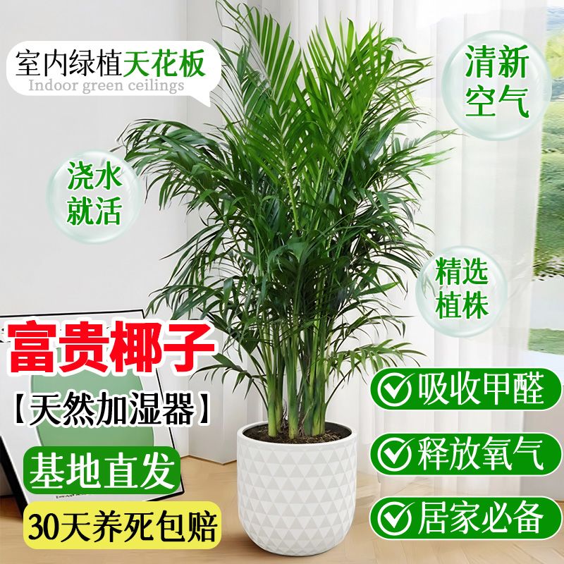1.1-1.3米富贵椰子树盆栽大型室内绿植好养除甲醛散尾葵净化空气