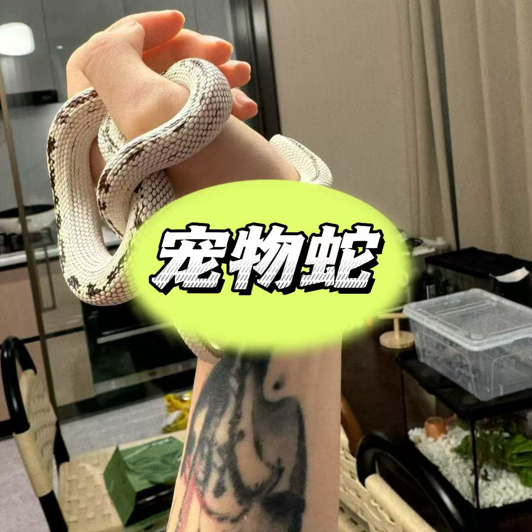 温顺不咬人宠物蛇加州王蛇布鲁克王蛇黑白王蛇黑王蛇