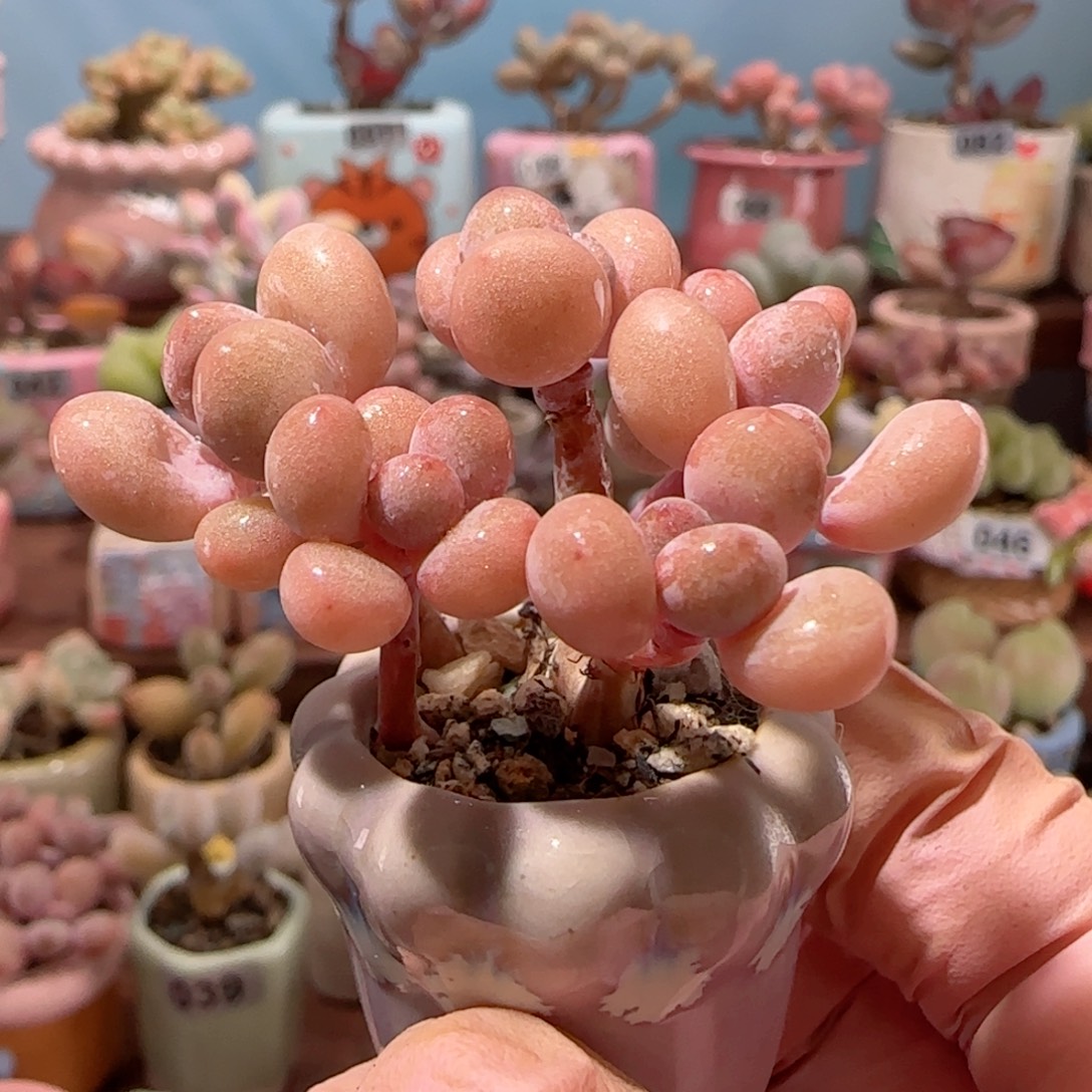 明***屁手捧桃蛋 带盆种好