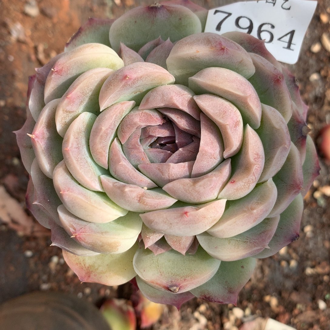 7964杂交多肉老桩