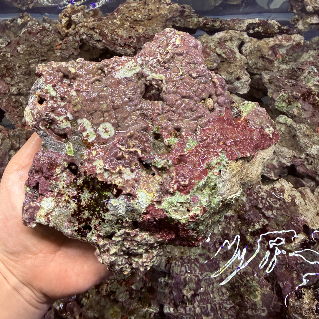 海缸造景石带藻曝好