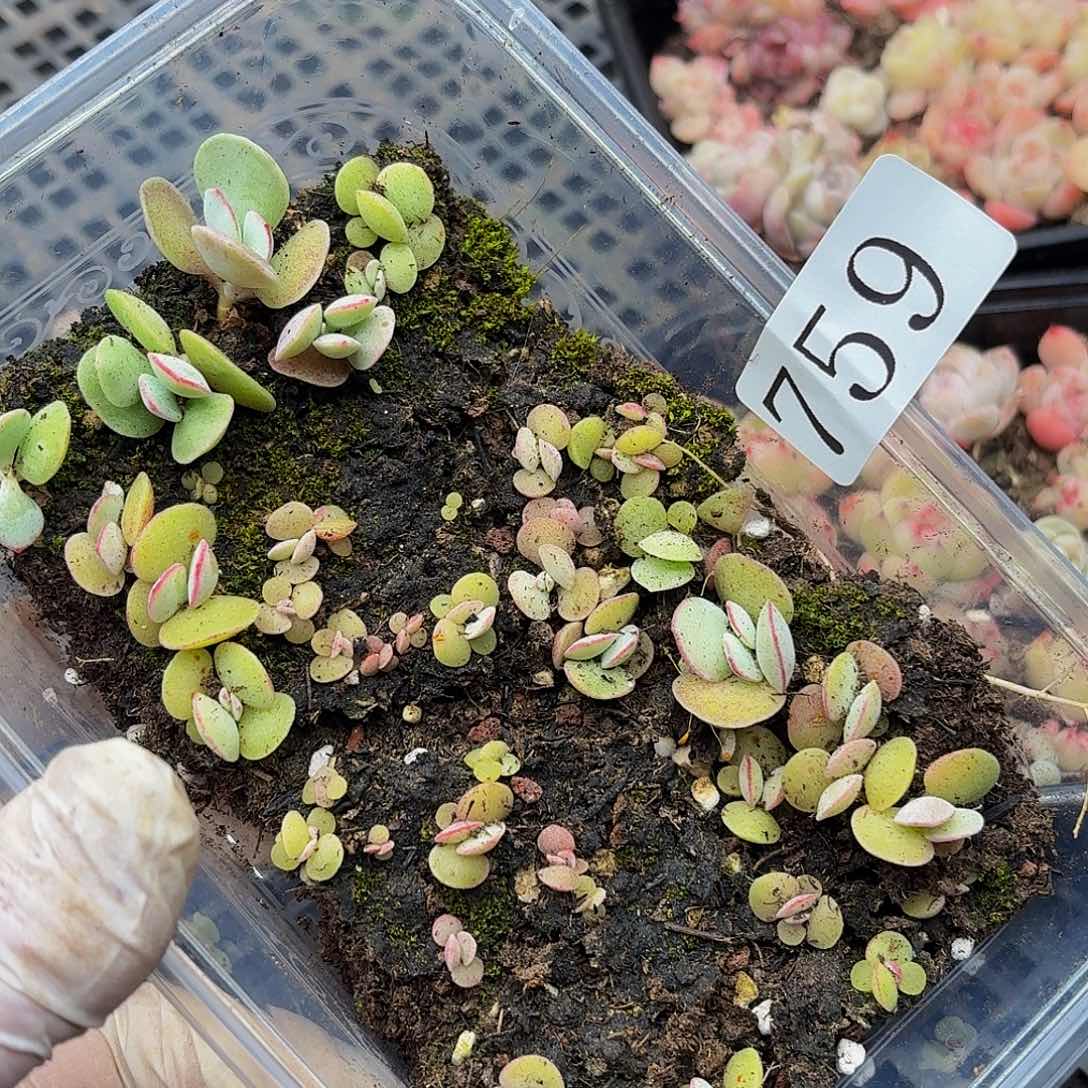 多肉植物多肉植物759