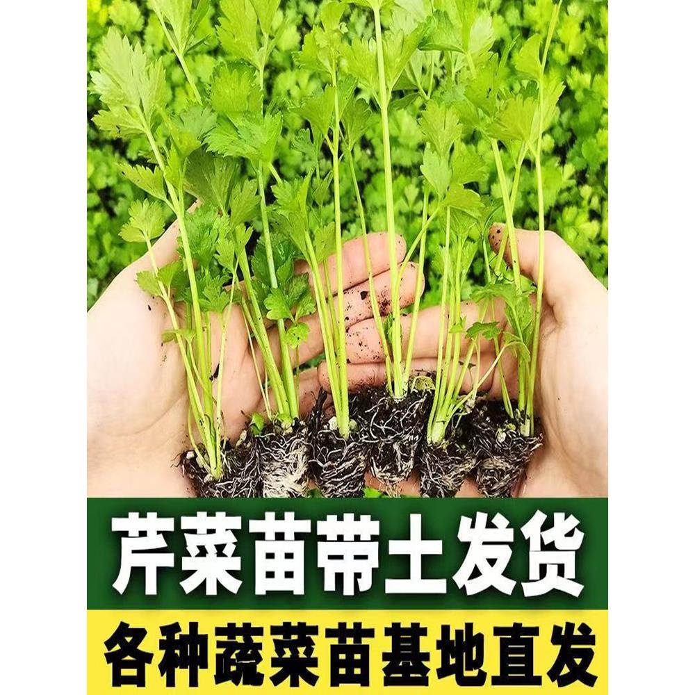 四季芹菜苗子盆栽实心芹菜种子耐寒白芹菜秧苗西芹穴盘苗小香芹苗