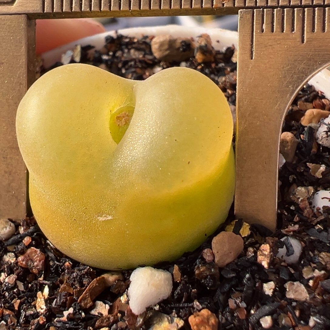 O泡多肉植物百科39