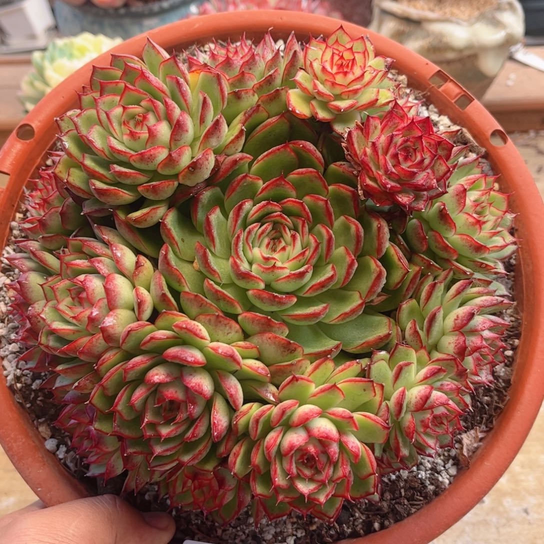 412萤火虫德华多肉