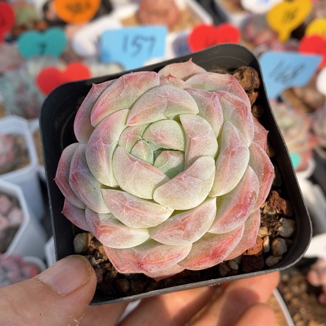 精品多肉一物一拍不包整27