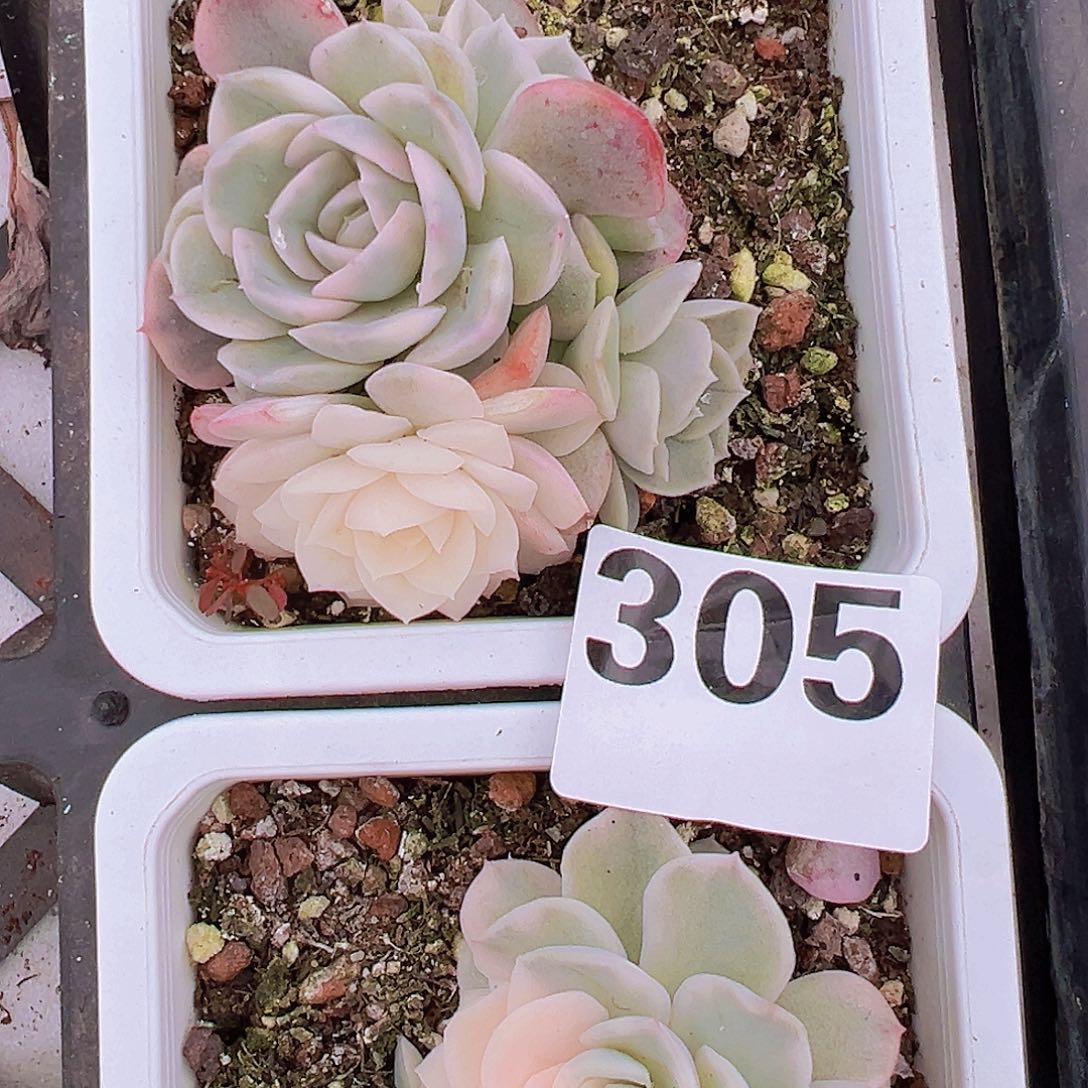 305锦多肉植物19包邮多肉