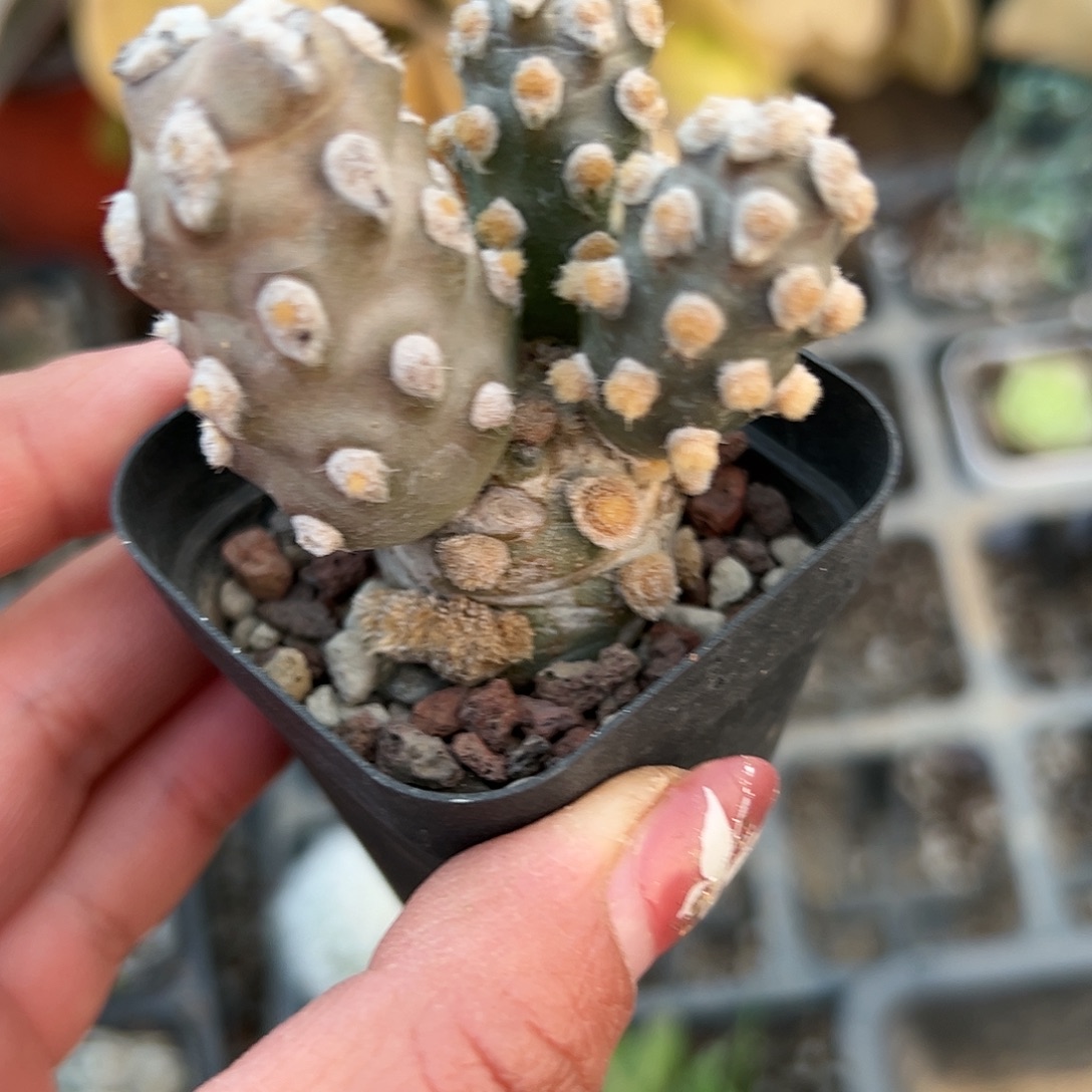 多肉植物俏湖团扇