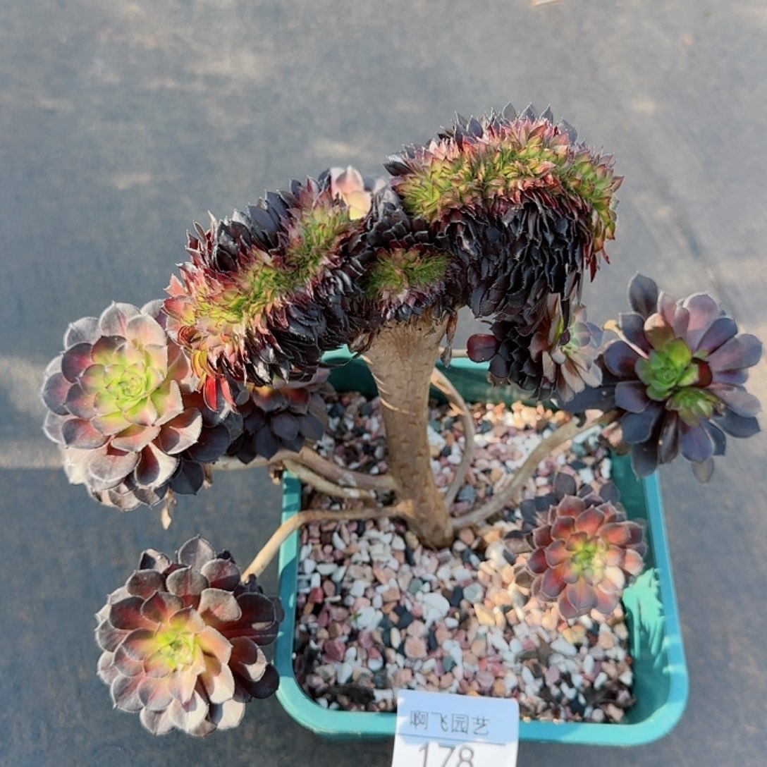 178多肉 墨颜缀法师