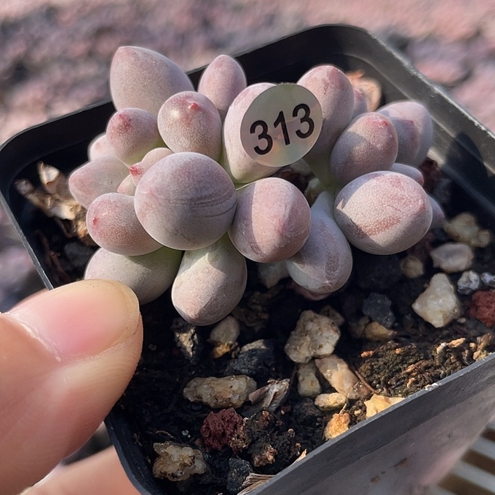 仙子奶酪多肉植物