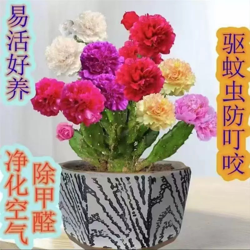 千手观音仙人掌花盆栽好养易活开花快南北方可种植