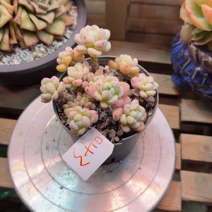 香水罗琦多肉植物043