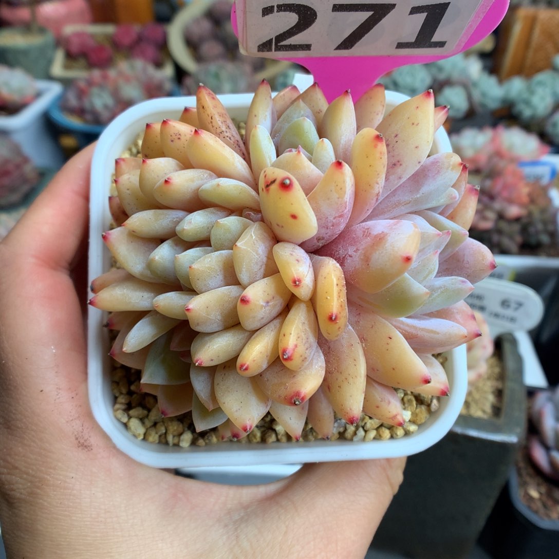 271梦露缀化多肉植物