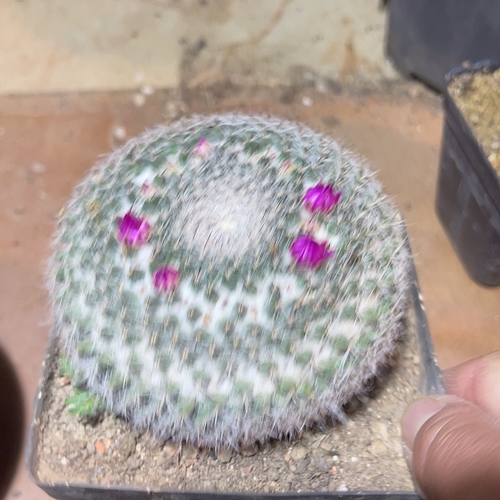 满38包邮2天凑单，脱土晾根发货多肉植物