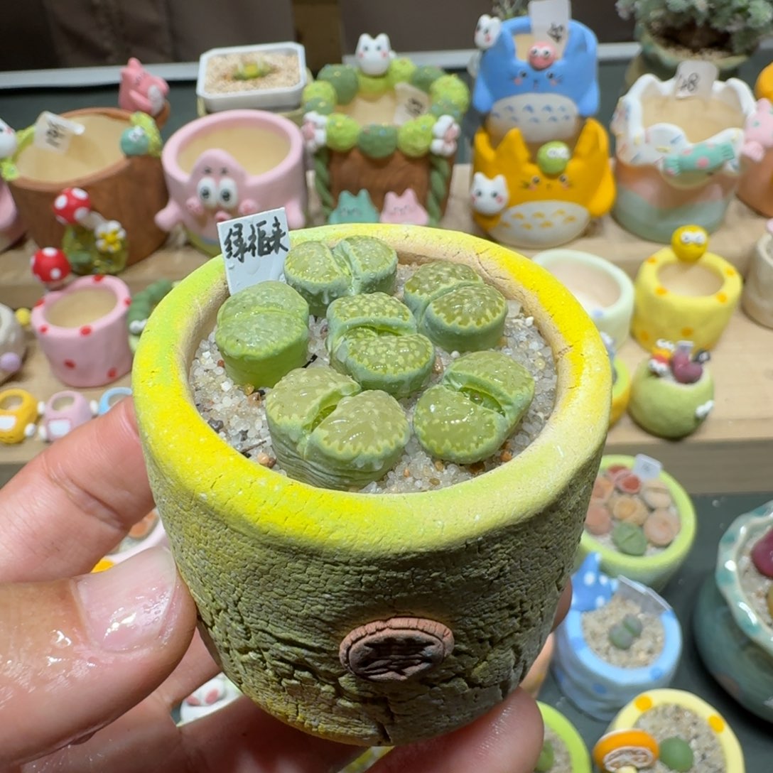 红陶蘑菇552绿孔雀