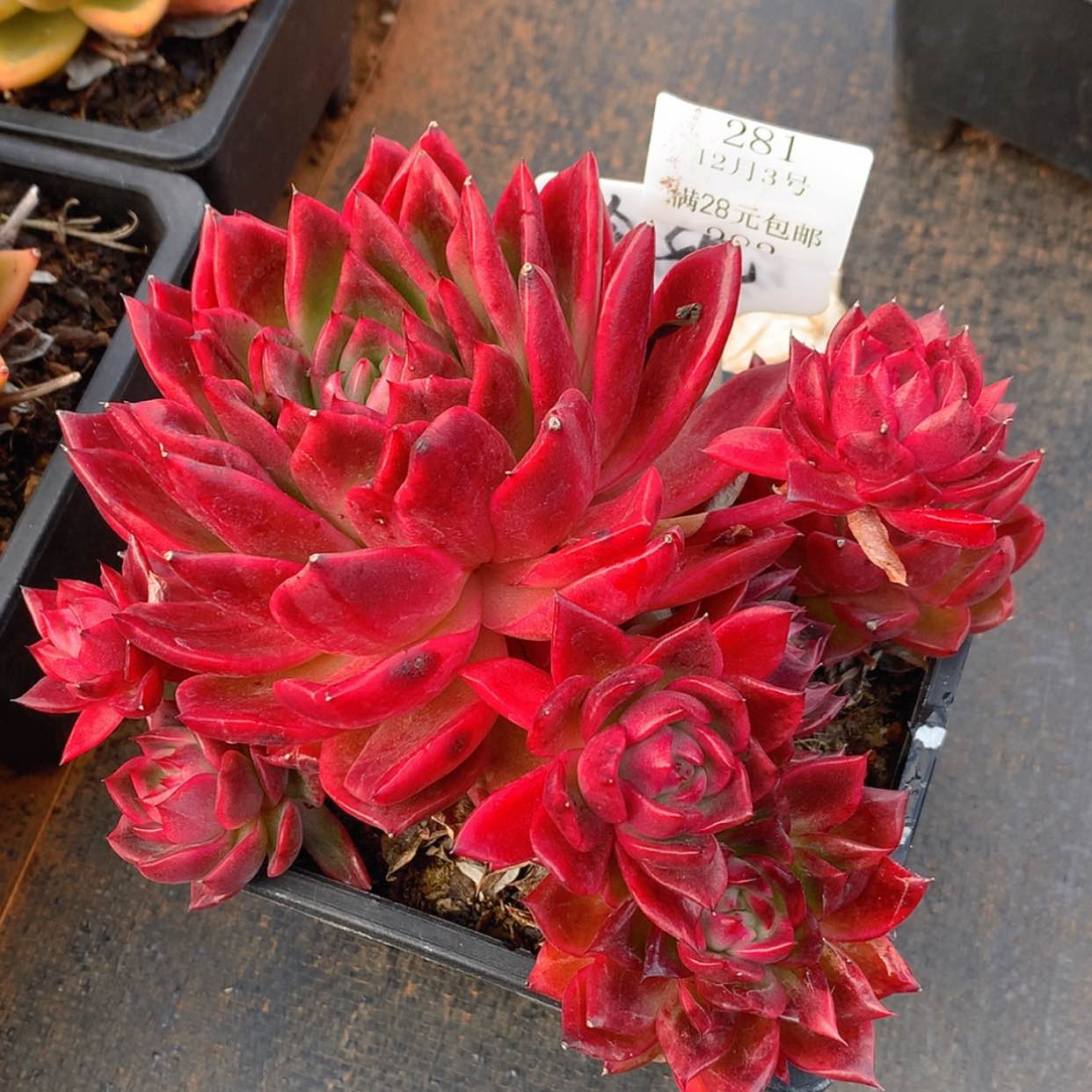 【闪购商品】云281号