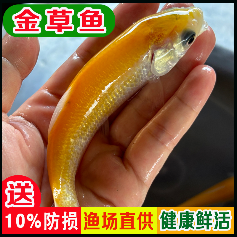 金草鱼红草鱼金丝鲩鱼宠物活体观赏渔场直发包邮包活