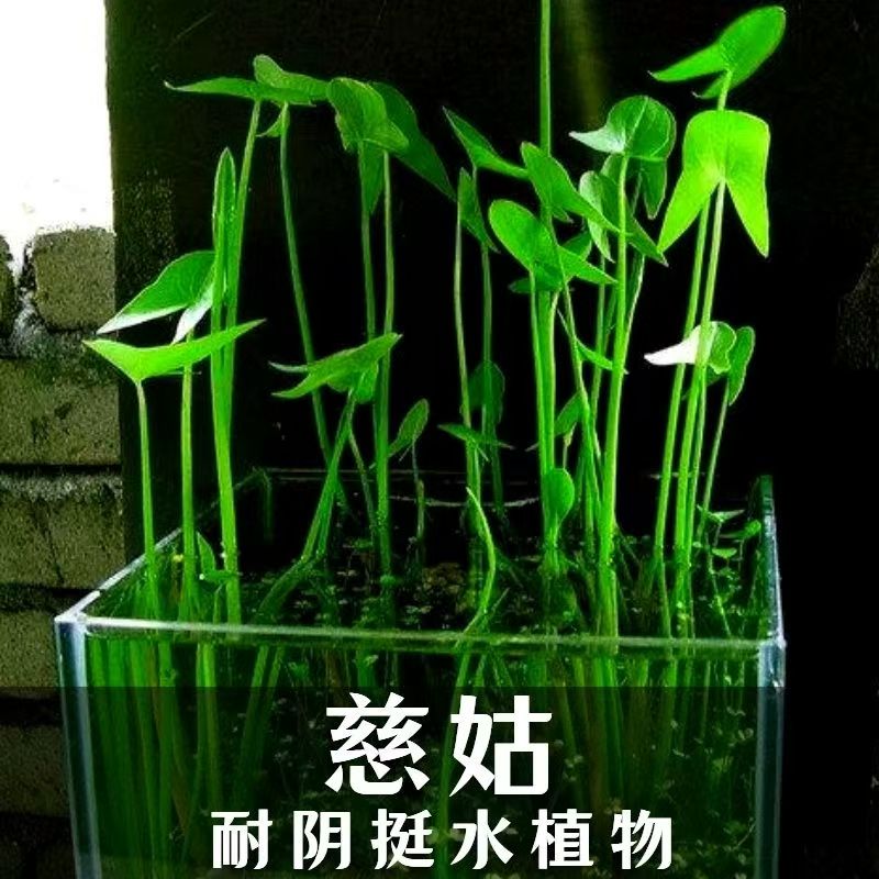 慈姑种根种苗茨菇挺水水草水族装饰净化鱼缸水培新款植物中景