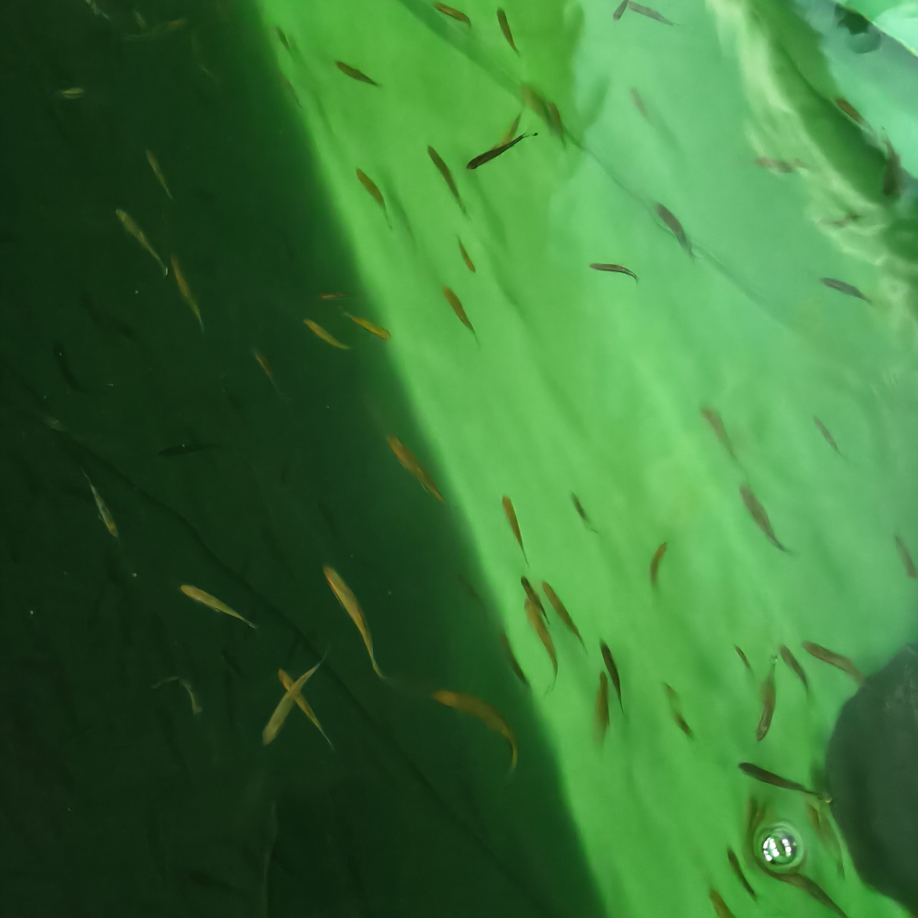 一眉道人鱼苗，灯鱼，3-4厘米，偏远地区不发货，拍前请先咨询，谢谢