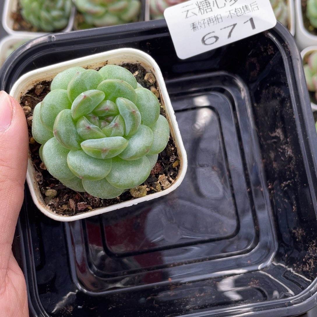 云糖心多肉植物671